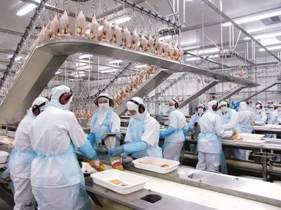 Saída do Reino Unido da UE poderá beneficiar mercado avícola do Paraná. Foto: Assessoria