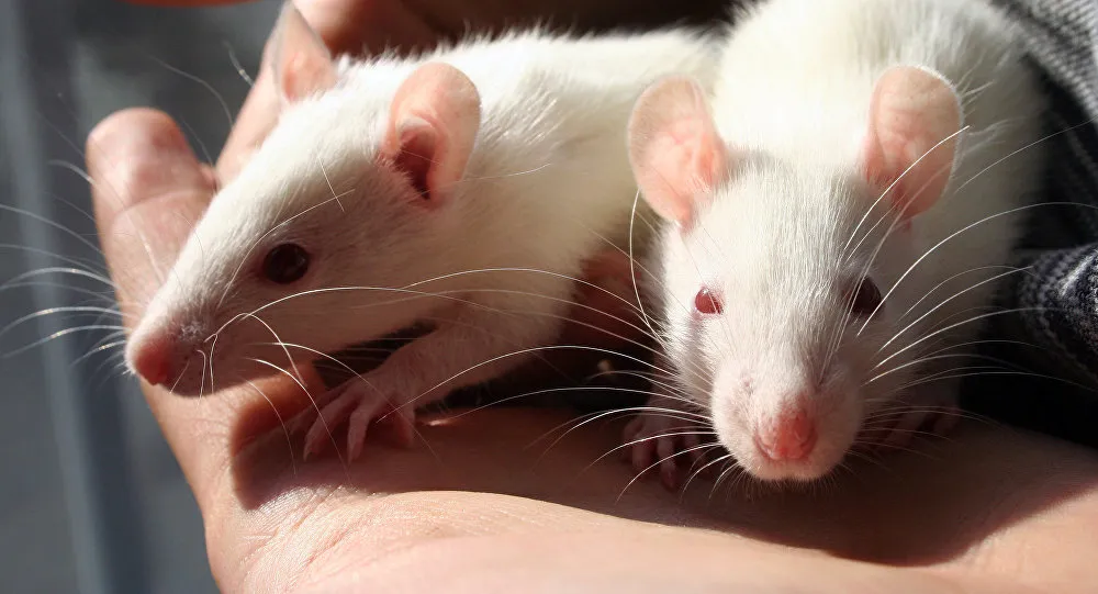 Pesquisadores treinaram ratos a se movimentar dentro de uma gaiola - Foto: © flickr.com/ Sarah Laval