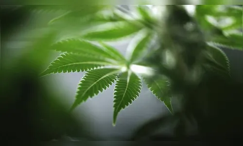PM encontra plantação de maconha em duas residências de Arapongas