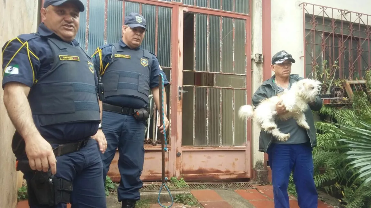 GM resgata cão com coleira cravada no pescoço em Apucarana/divulgação