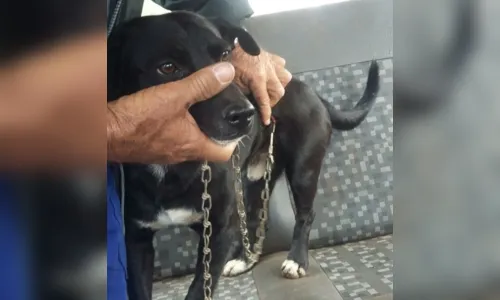 
						
							 GM resgata cão com coleira cravada no pescoço em Apucarana
						
						