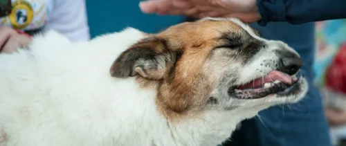 O cachorro milagre foi espancado após pegar carne durante churrasco - Foto: Reprodução/Facebook