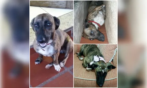 Família pede ajuda para encontrar cachorrinha desaparecida em Apucarana 