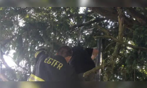 Mulher fica presa em árvore dentro de cemitério ao jogar Pokémon Go