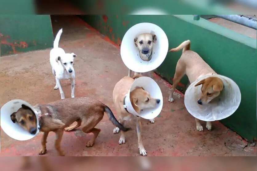  Em Apucarana (PR), cerca de 270 cães e gatos foram castrados desde 2012 - Foto - Jaqueli Negreti 