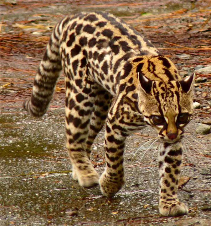 O gato Maracajá (Leopardus wiedii) é um felino nativo de América Central e América do Sul - Imagem: Reprodução