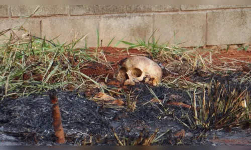 
							Possível ossada de criança é encontrada em terreno baldio, em Cambé
						
						