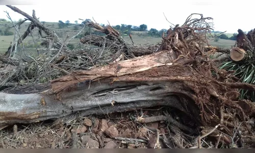 Polícia Civil abre inquérito para apurar desmatamento de mata nativa no Norte do PR