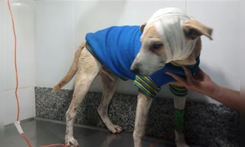 
							Idosa é presa após ser flagrada espancando cachorro
						
						