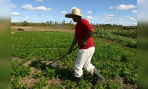 Escassez de mão de obra no campo preocupa produtores rurais