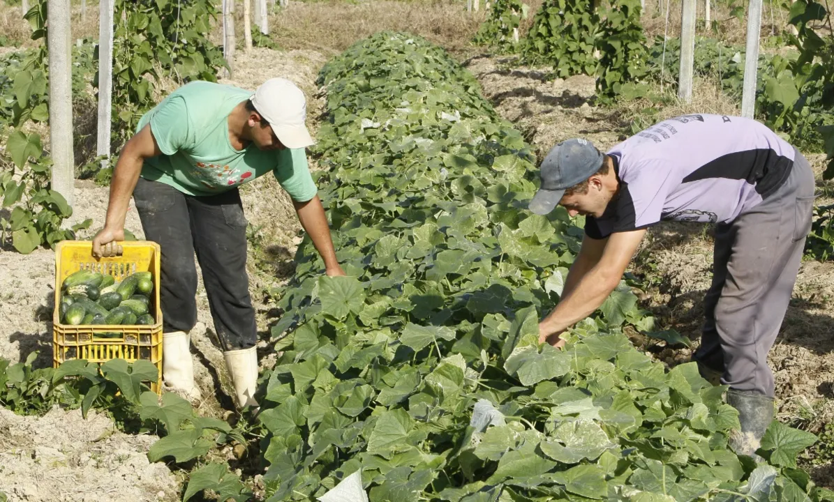 gropecuária ficou em segundo lugar, com saldo positivo de 1.471 vagas, e a administração pública, com 441 vagas.