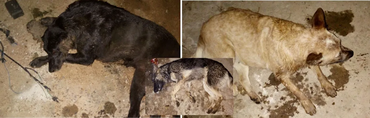 Cães envenenados em Rosário do Ivaí (norte do Paraná): moradores da cidade estão revoltados - Foto: Divulgação