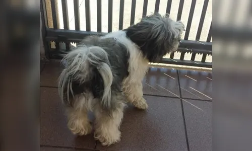 Procura-se dono de cão localizado perdido em Apucarana