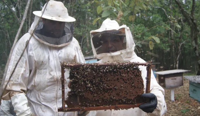 Em determinados casos, onde não há pessoas picadas, Bombeiros orientam a procurar um apicultor para capturar enxame - Foto: Imagem ilustrtiva