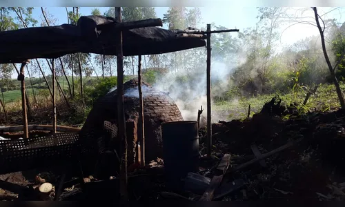 Homem é apreendido após prática ilegal de queima de madeira nativa