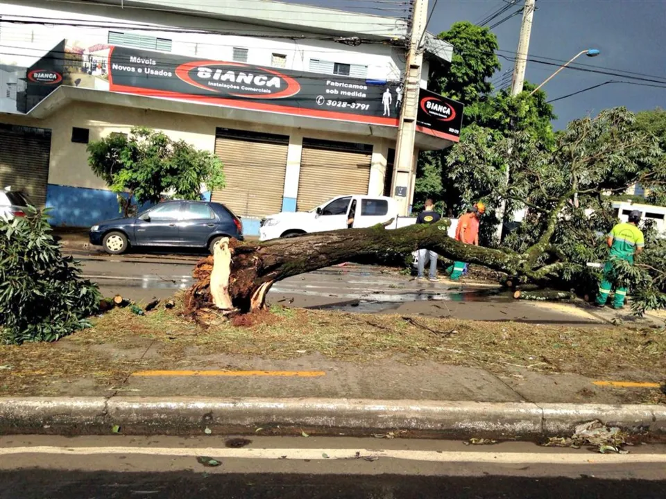 Chuva com vento provocou queda de várias árvores em Apucarana, segundo o Corpo de Bombeiros- Foto: Divulgação