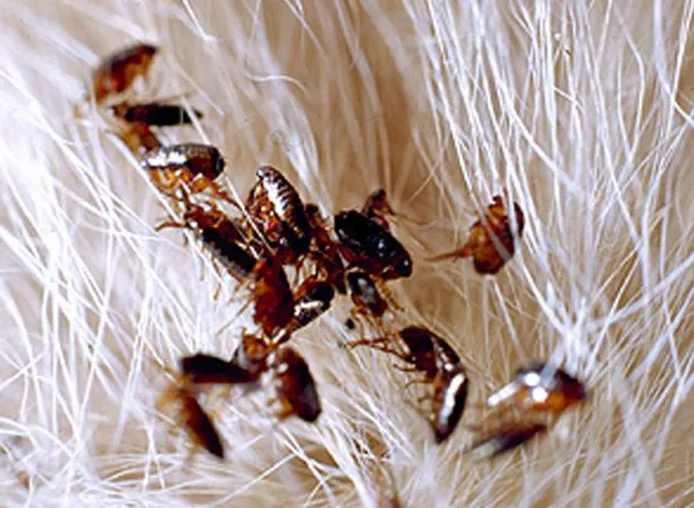 ​As pulgas são pequenos insetos hematófagos que se alimentam do sangue de seu hospedeiro e podem ser vetores de doenças -  Foto: www.desprag.com.br/imagem ilustrativa