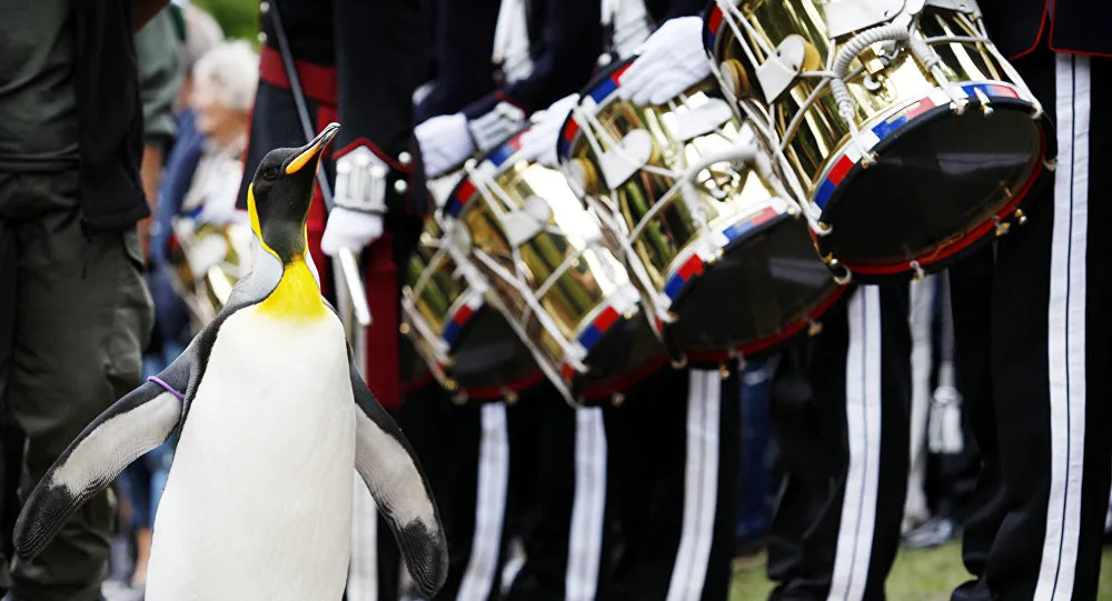 Pinguim já recebeu os títulos de Mascote, Soldado, Sargento, Sargento-Maior de Regimento, Sargento-Maior Honorário de Regimento e Coronel  - Foto: Ed Jones/AFP/br.sputniknews.com