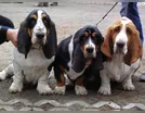 Londrina sedia concurso para escolher cão mais parecido com o dono