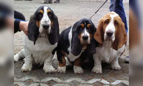 Londrina sedia concurso para escolher cão mais parecido com o dono