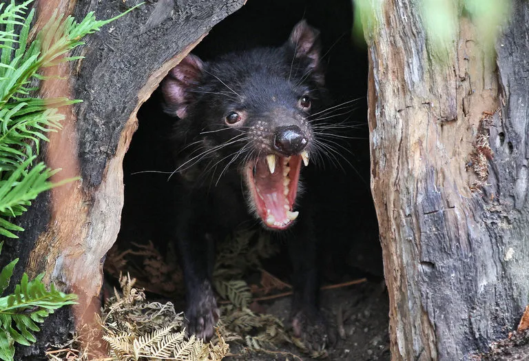 Demônio da Tasmânia chamado Big Joh, na Wild Life Sydney Zoo, em Sydney, Austrália -  Crédito da Foto - Rob Griffith / Associated Press 
