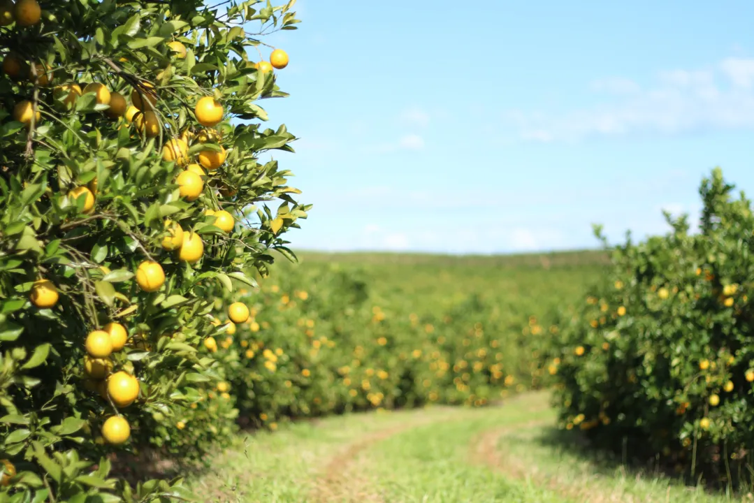 Frutas diversificam produção rural no Paraná. Foto: Assessoria