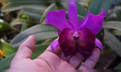Orquídeas são atração em exposição que abre hoje em Jardim Alegre