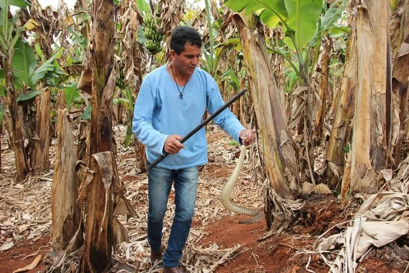 O agricultor José Maurílio da Silva, de 50 anos, conhecido como  Ze das Cobras, teve a vida marcada por fato trágico na infância - Foto: TNONLINE