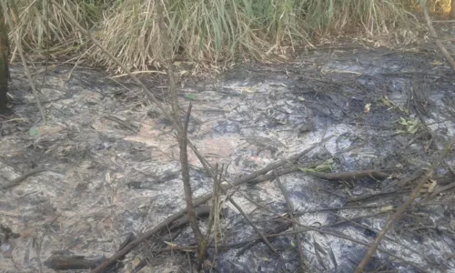 
							Dono de empresa de couros é autuado por crime ambiental
						
						