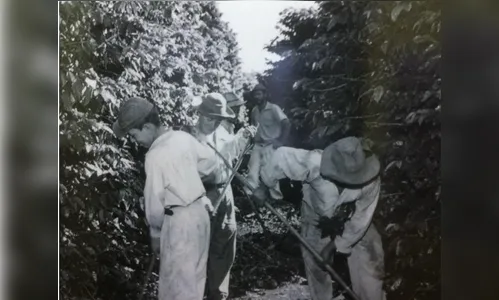 Museu de Arapongas apresenta exposição sobre a história do café