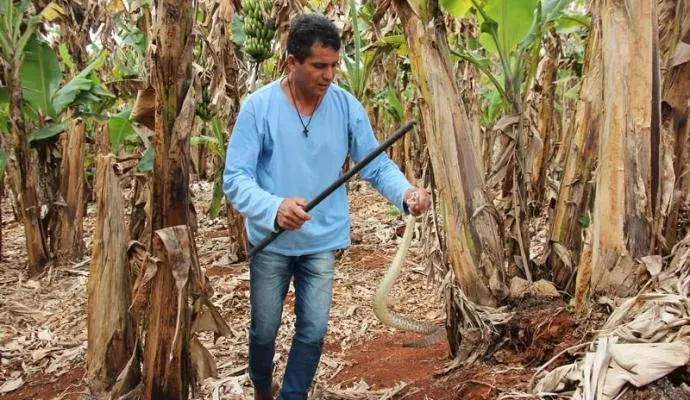 Zé Maurílio quando capturava cascavel em bananal: caçador de cobras - Foto: José Luiz Mendes