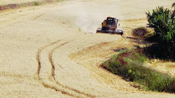 A ausência de chuva favorece o avanço da colheita do trigo no Paraná e os preços recebidos pelos produtores caem diariamente - Foto: Ivan Maldonado