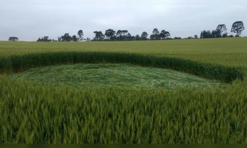 
						
							Ufólogo investiga marcas misteriosas em plantação de trigo no Paraná
						
						