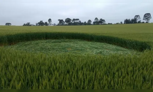 
							Ufólogo investiga marcas misteriosas em plantação de trigo no Paraná
						
						