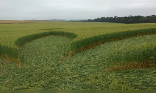 
							Ufólogo investiga marcas misteriosas em plantação de trigo no Paraná
						
						
