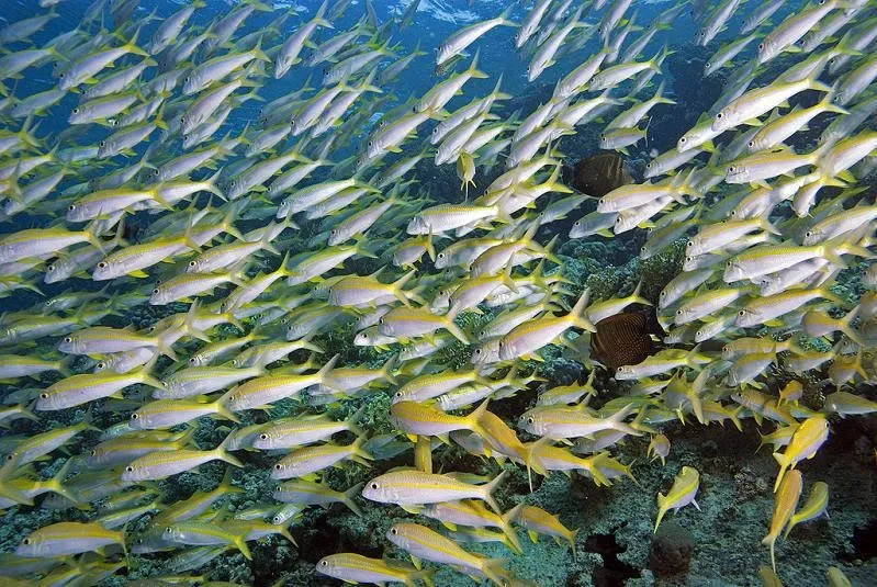No espaço de apenas uma geração, a atividade humana prejudicou drasticamente os oceanos, diz diretor do WWF - Foto: Reprodução/BBC/imagem ilustrativa