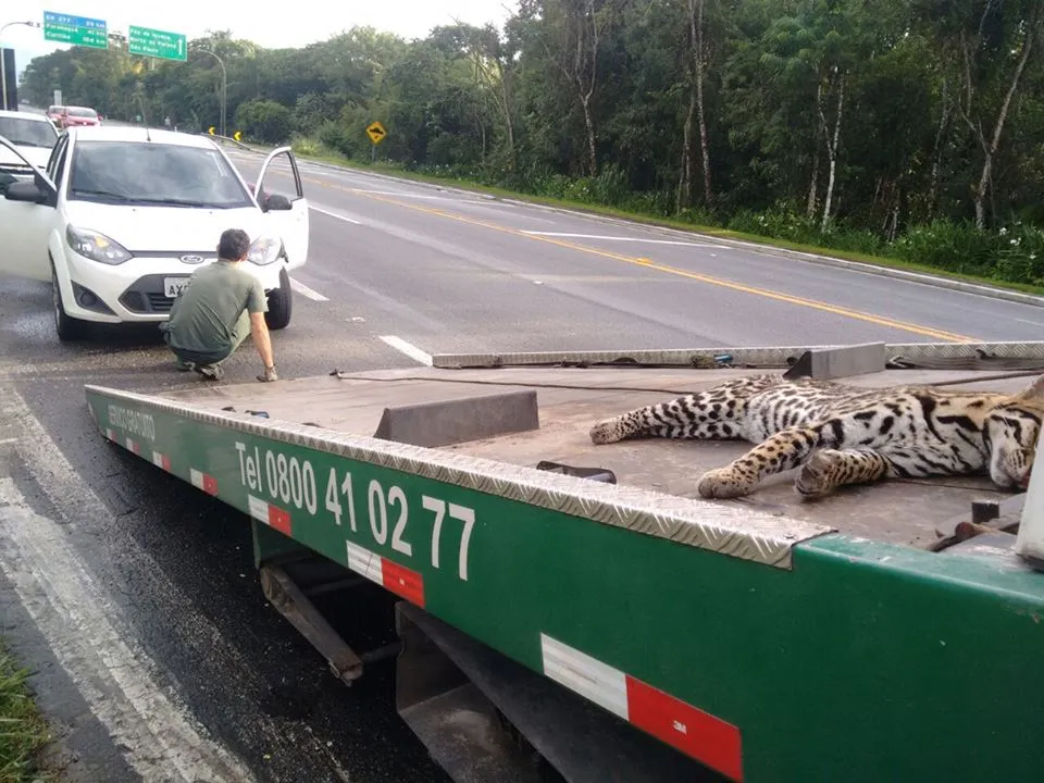 Motorista verifica danos em veículo após atropelamento de maracajá, enquanto animal agoniza sobre plataforma de guincho - Foto: Daniela Sandro