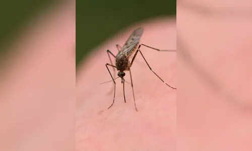 Secretaria de Saúde faz reunião hoje sobre combate ao Aedes aegypti