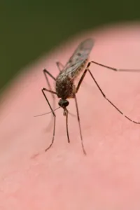Dentre os 75 municípios em alerta, três apresentam alto risco de epidemia.  Foto: Reprodução