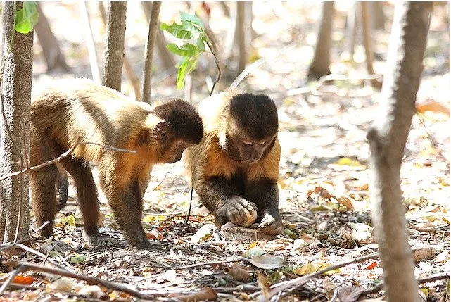 Foto: Planeta Bicho/imagem ilustrativa