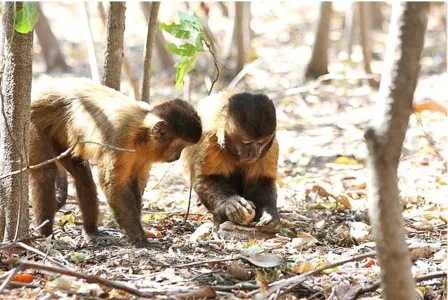 Foto: Planeta Bicho/imagem ilustrativa