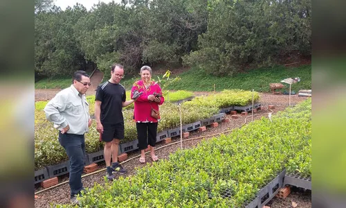 Cerca de 500 mil mudas são distribuídas anualmente em Ivaiporã