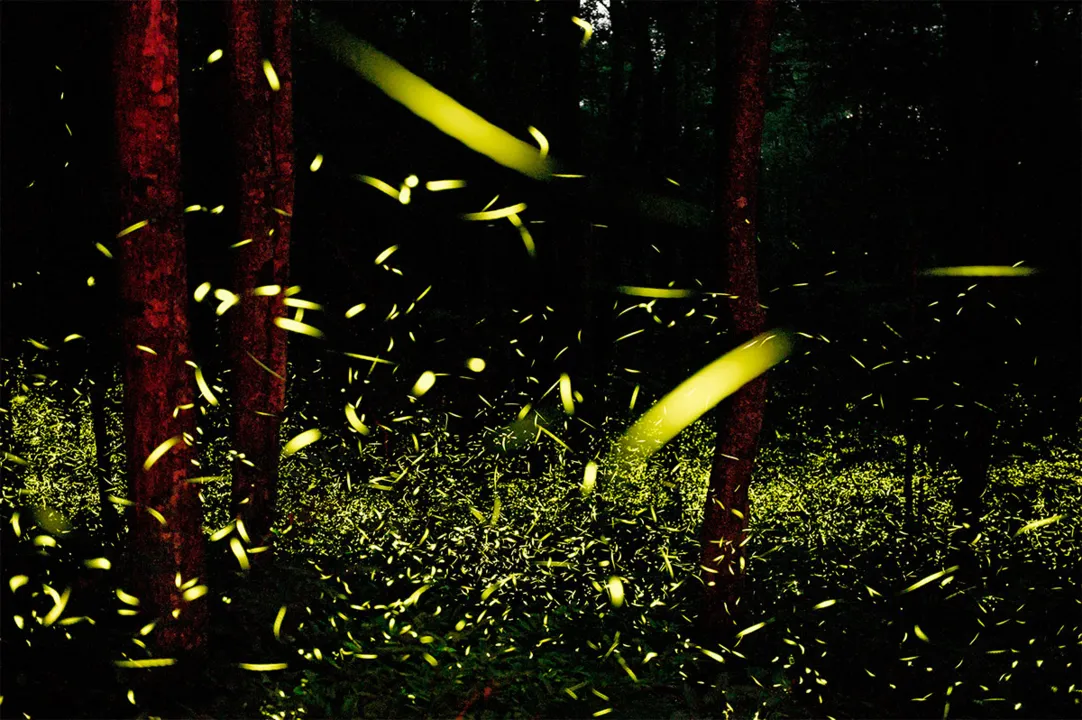 Vaga-lumes proprocionam espetáculo visual: luz é atrativo sexual do inseto - Foto: Katrien Vermeire