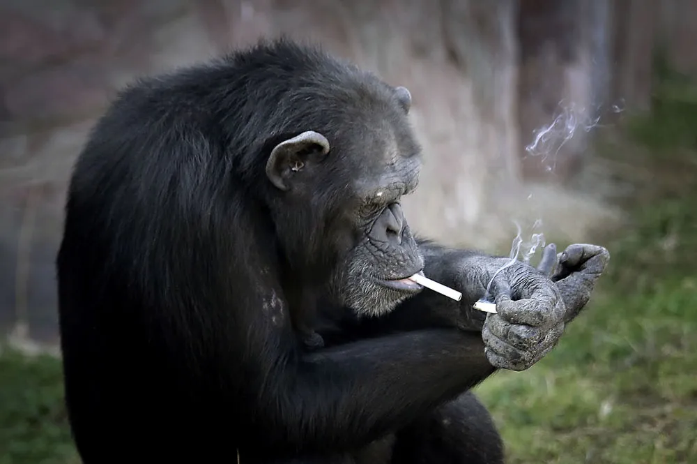 Macaca Azalea fuma um maçco de cigarro por dia - Imagem: AP PHOTO/ WONG MAYE