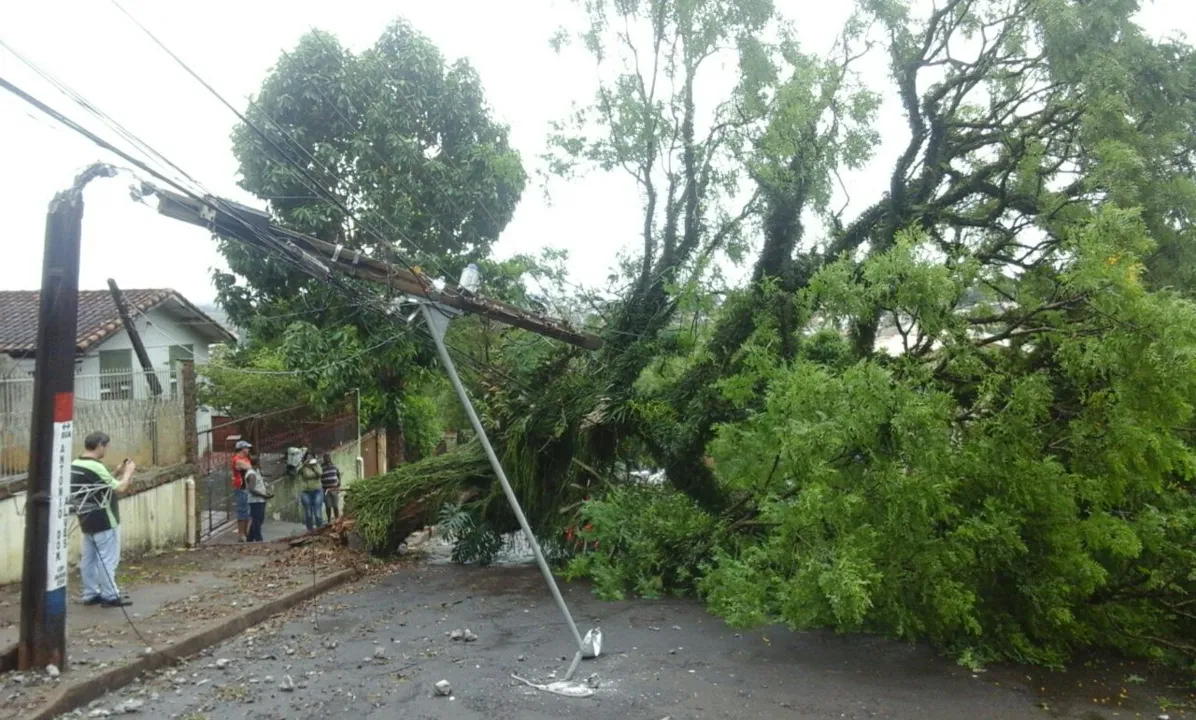 Árvore caiu e poste quebrou no meio - Foto: Sérgio Rodrigo/WhatsApp