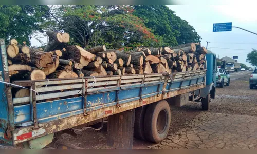 Polícia registra corte ilegal de árvores nativas na região