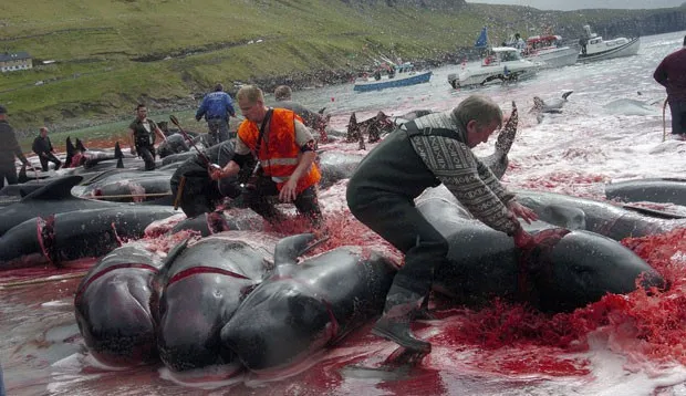 71% dos três milhões de baleias mortas em todo o mundo no século XX foram capturadas no Hemisfério Sul - Foto: Andrija Ilic/Reuters