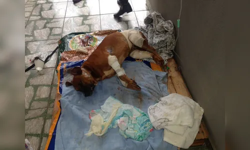 Mulher salva cão ferido com várias facadas