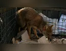 Cachorro do mato é resgatado em prédio comercial 