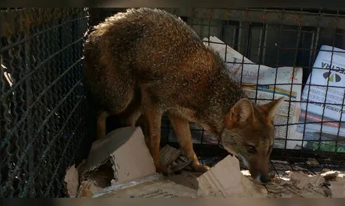 Cachorro do mato é resgatado em prédio comercial 